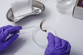 Hair DNA Test